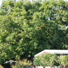 Walnut- Cambridge Tree Trust